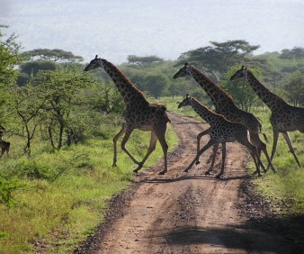 South Africa customized cultural tours and Safari